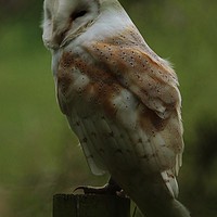 Buy canvas prints of A Barn Owl Napping by Lorraine Leversha-Capps