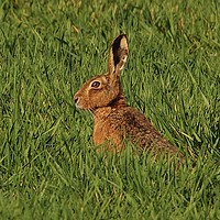 Buy canvas prints of The Hare by Lorraine Leversha-Capps