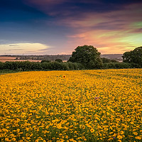 Buy canvas prints of Sunflower at Sunset by Steve Thomson