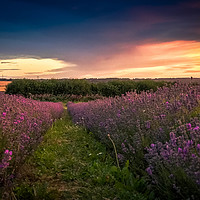 Buy canvas prints of Lavender Field Sunset by Steve Thomson