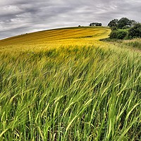 Buy canvas prints of Harvest by Steve Thomson