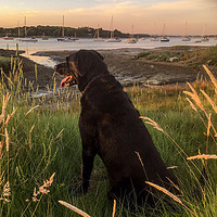 Buy canvas prints of Labrador at the Golden Hour by Steve Thomson
