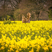 Buy canvas prints of The Yellow Field by Steve Thomson