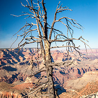 Buy canvas prints of Dead Tree - Grand Canyon by Steve Thomson