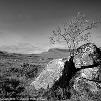 Buy canvas prints of Lonely Tree at Glencoe by Steve Thomson