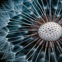 Buy canvas prints of Dandelion seeds by D.APHOTOGRAPHY 