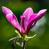 Buy canvas prints of Magnolia by D.APHOTOGRAPHY 