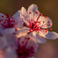 Buy canvas prints of The little pink flower by D.APHOTOGRAPHY 