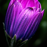 Buy canvas prints of dreamy tulip by D.APHOTOGRAPHY 