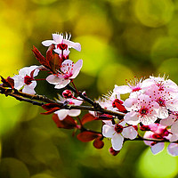 Buy canvas prints of Cherry Blossum by D.APHOTOGRAPHY 