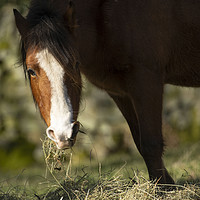 Buy canvas prints of Brown and White Horse Grazing on Straw. by Steven Gill