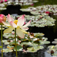 Buy canvas prints of Sunlit Pink and White  Lotus Flowers.  by Steven Gill