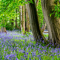 Buy canvas prints of Springtime Woodland Bluebell View by Neal Trafankowski