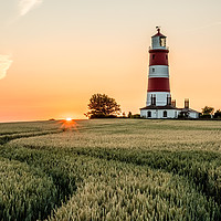 Buy canvas prints of Happisburgh Lighthouse Sunset Over Field by Neal Trafankowski