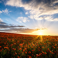 Buy canvas prints of Poppy Field Sunset by Neal Trafankowski