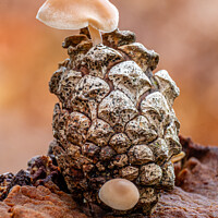 Buy canvas prints of Pinecone Fungi by Neal Trafankowski
