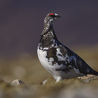 Buy canvas prints of Ptarmigan by Mike Johnston
