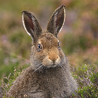 Buy canvas prints of Mountain hare portrait by Mike Johnston