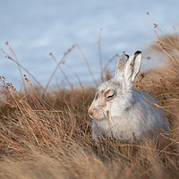 Buy canvas prints of Sunbathing mountain hare by Mike Johnston