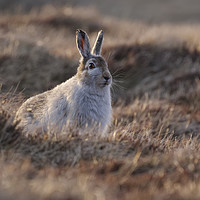 Buy canvas prints of Mountain hare by Mike Johnston