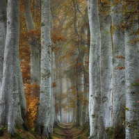 Buy canvas prints of Beech tree lined path on misty autumn morning by Mike Johnston