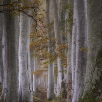 Buy canvas prints of Beech tree lined path on a misty autumn morning by Mike Johnston