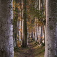 Buy canvas prints of Deeside beech trees at sunset by Mike Johnston