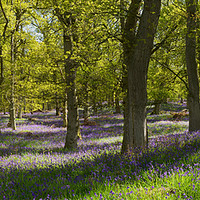 Buy canvas prints of Kinclaven bluebell wood panorama by Mike Johnston