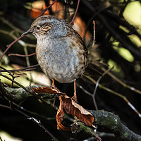 Buy canvas prints of The Dunnock - Prunella modularis by Julie Holt
