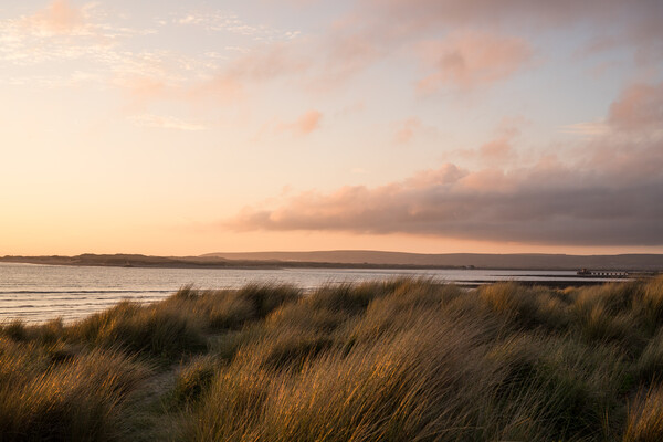Sunlit marram grass on the Instow sand dunes Picture Board by Tony Twyman