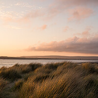 Buy canvas prints of Sunlit marram grass on the Instow sand dunes by Tony Twyman