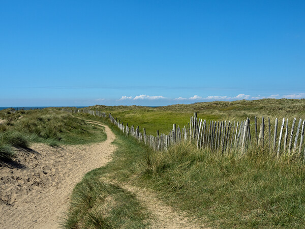 Pathway through the dunes Picture Board by Tony Twyman