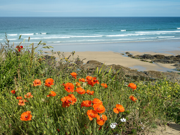 Last of the poppies at Fistral Beach Picture Board by Tony Twyman