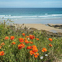Buy canvas prints of Last of the poppies at Fistral Beach by Tony Twyman