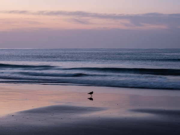 Sunrise on the Algarve coast Picture Board by Tony Twyman