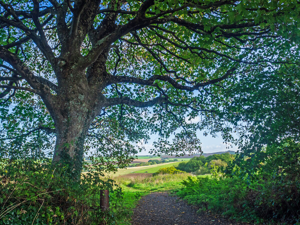 Beautiful North Devon countryside Picture Board by Tony Twyman