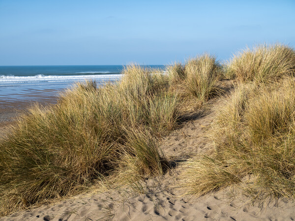 Sand dunes at Widemouth Bay Picture Board by Tony Twyman