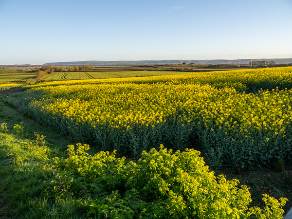 Rapeseed crop in North Devon   Picture Board by Tony Twyman