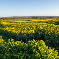 Buy canvas prints of Rapeseed crop in North Devon   by Tony Twyman