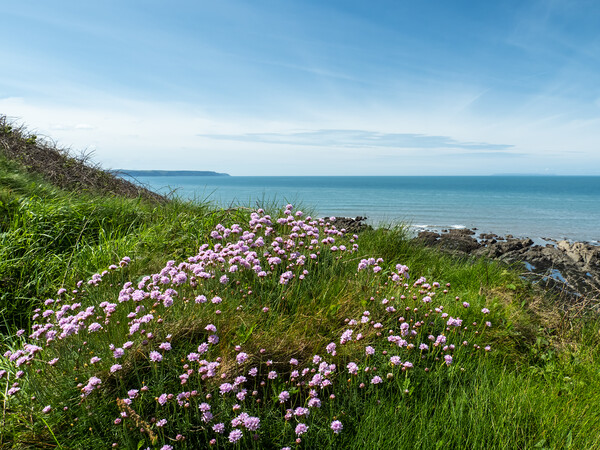 Sea thrift on the cliffs Picture Board by Tony Twyman