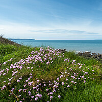 Buy canvas prints of Sea thrift on the cliffs by Tony Twyman