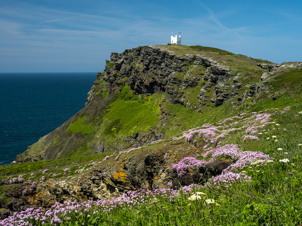 Majestic Cornish Sea Pinks Picture Board by Tony Twyman