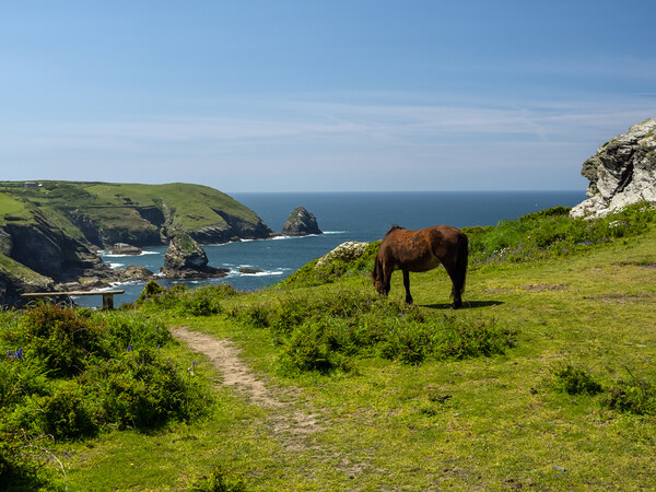Rugged Cornish coastline  Picture Board by Tony Twyman