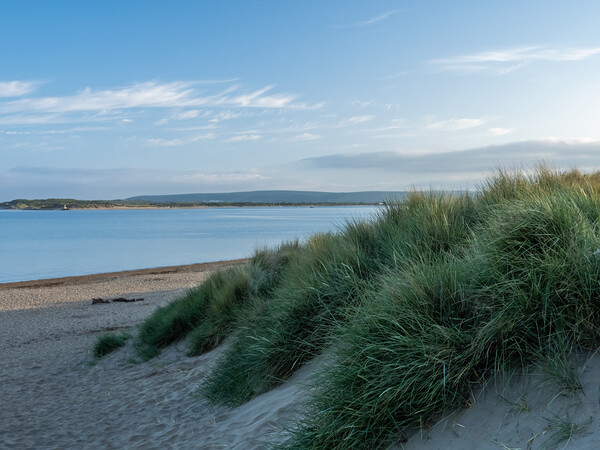 Sand Dunes of Instow Picture Board by Tony Twyman