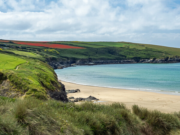 Crantock Beach and West Pentire Picture Board by Tony Twyman