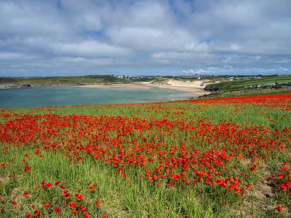 Breathtaking Cornish Coastal Poppies Picture Board by Tony Twyman