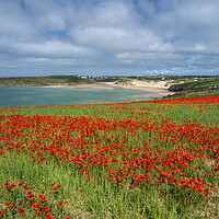 Buy canvas prints of Breathtaking Cornish Coastal Poppies by Tony Twyman
