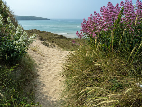 Colourful sand dunes of Crantock Picture Board by Tony Twyman