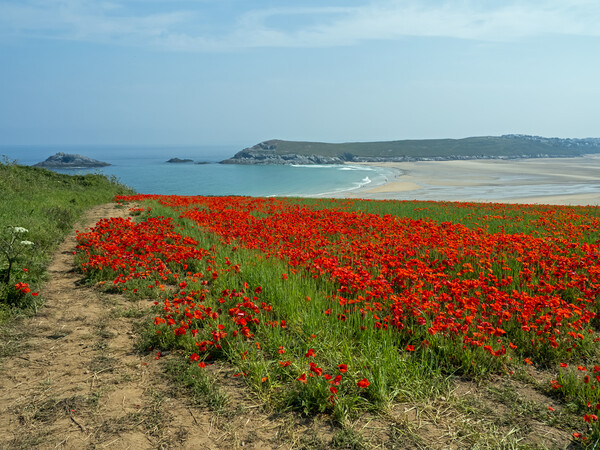 Cornish Poppy field  Picture Board by Tony Twyman