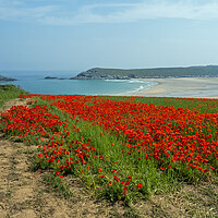 Buy canvas prints of Cornish Poppy field  by Tony Twyman